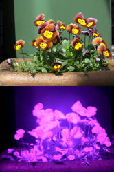 Pansies affected by the Colour out of Space