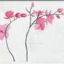 Orchid