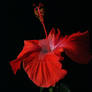 Hibiscus Flower Sharpened