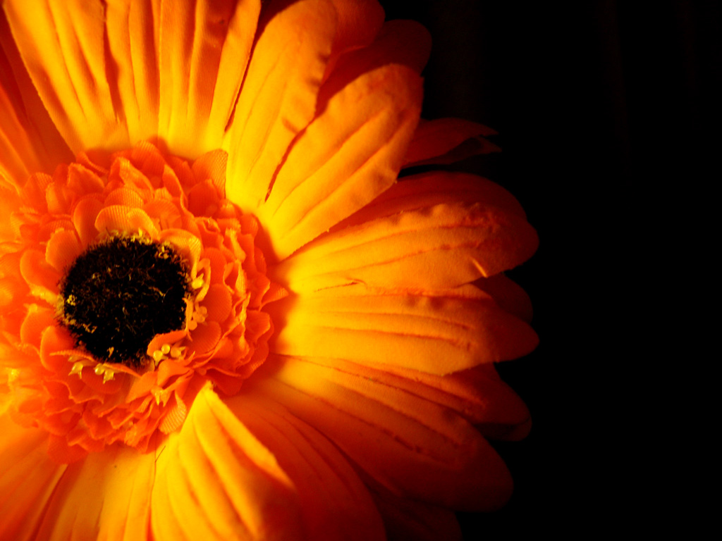 Orange Gerbera