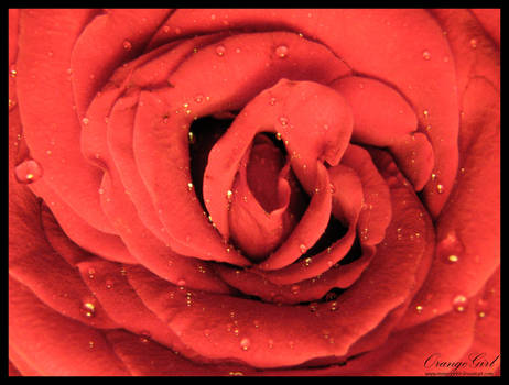 Red Rose