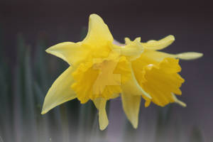 Daffodils in the Fog - Original