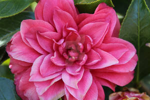 Pink Camellia - Original (Before Editing)