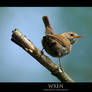 Wren.1