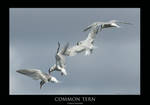 Tern.3 by THEDOC4