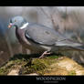 PIGEON.1