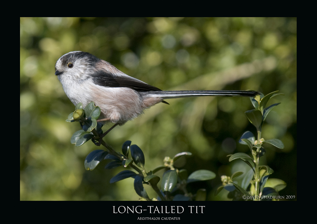 LTT.1