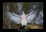 PIGEON.2 by THEDOC4