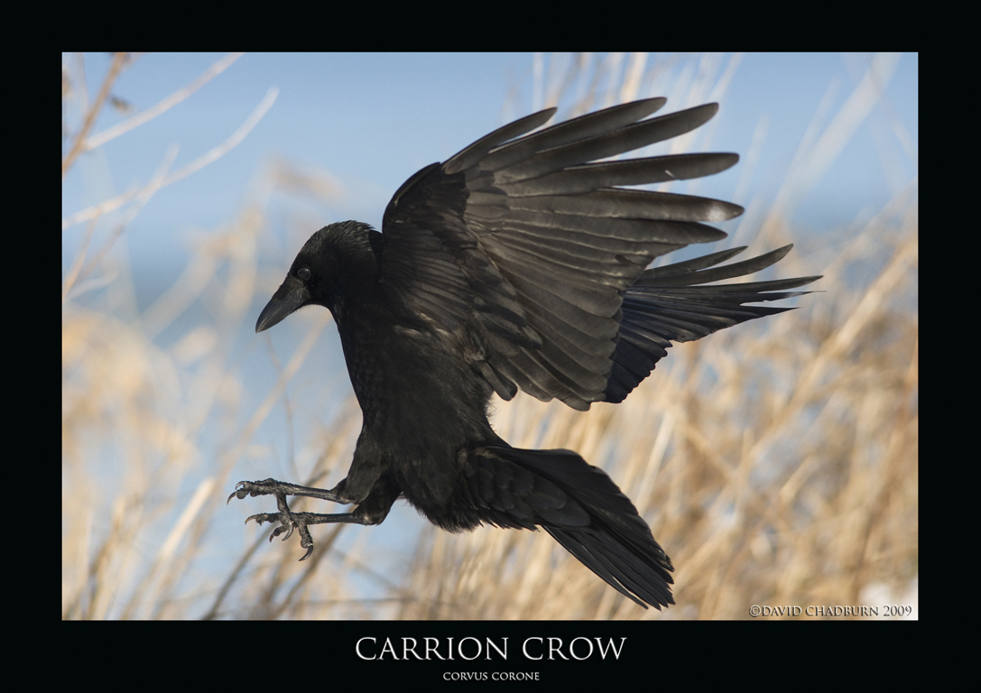 CORVUS.3