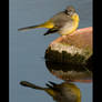 GREY WAGTAIL.1