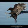 CORVUS.7