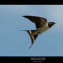 Swallow.3