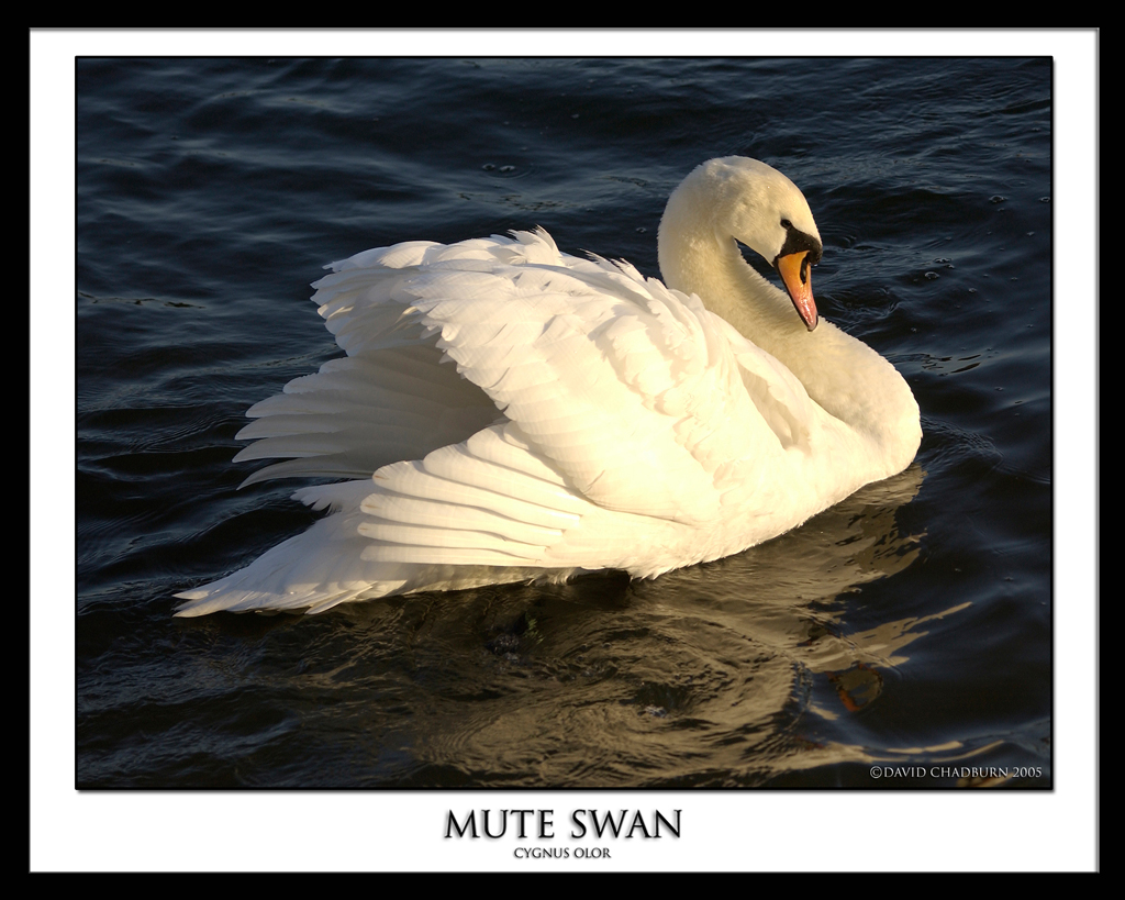 SWAN