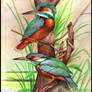 KINGFISHERS