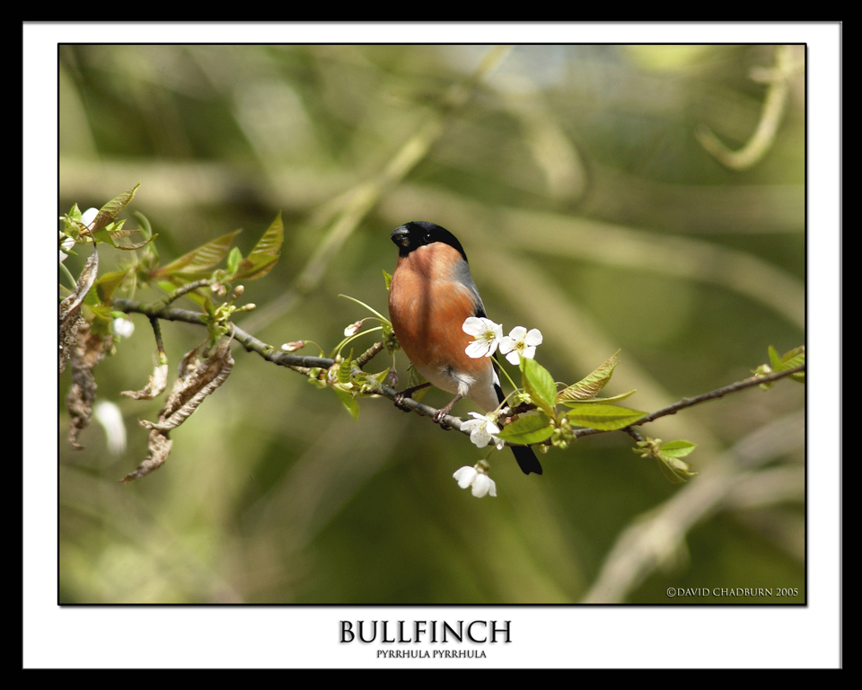 bullfinch