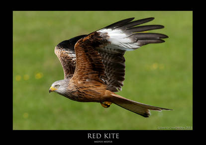 RED KITE 1