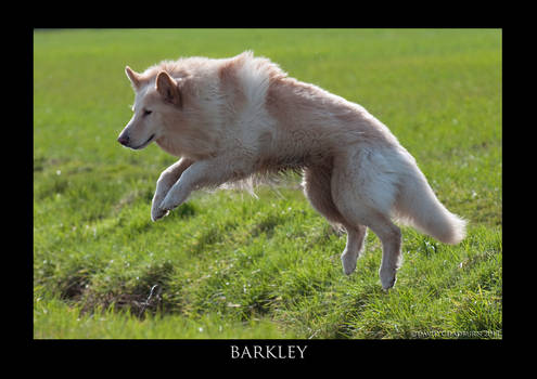 BARKLEY 2