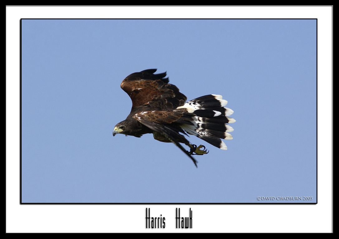 Harris hawk