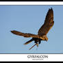 Gyrfalcon