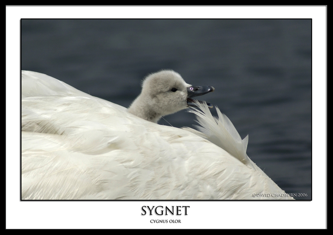 sygnet