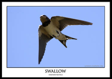 Swallow. j