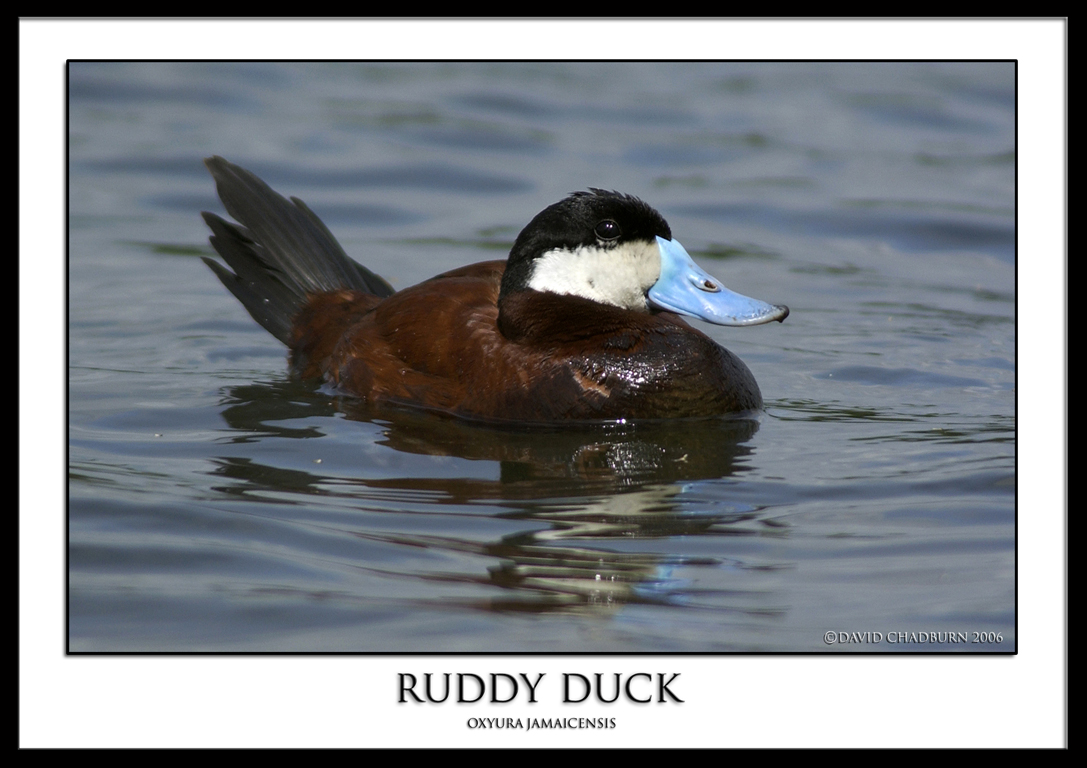 Ruddy Duck