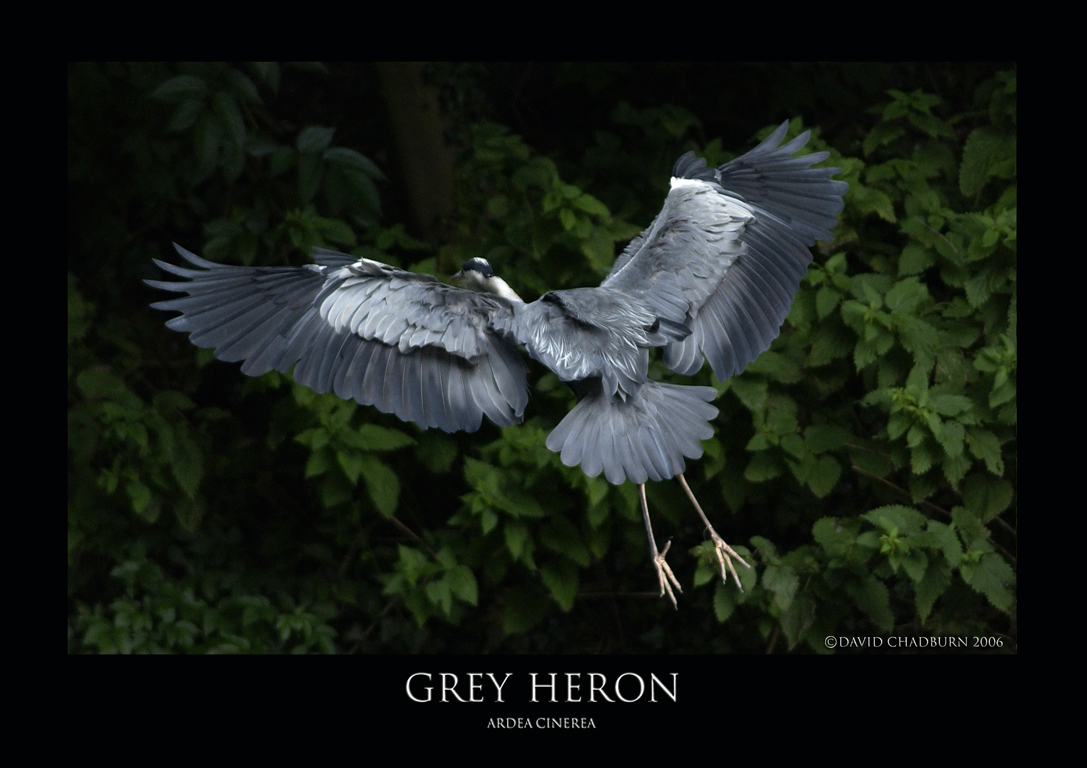 Grey Heron.1