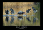 Heronry.3 by THEDOC4
