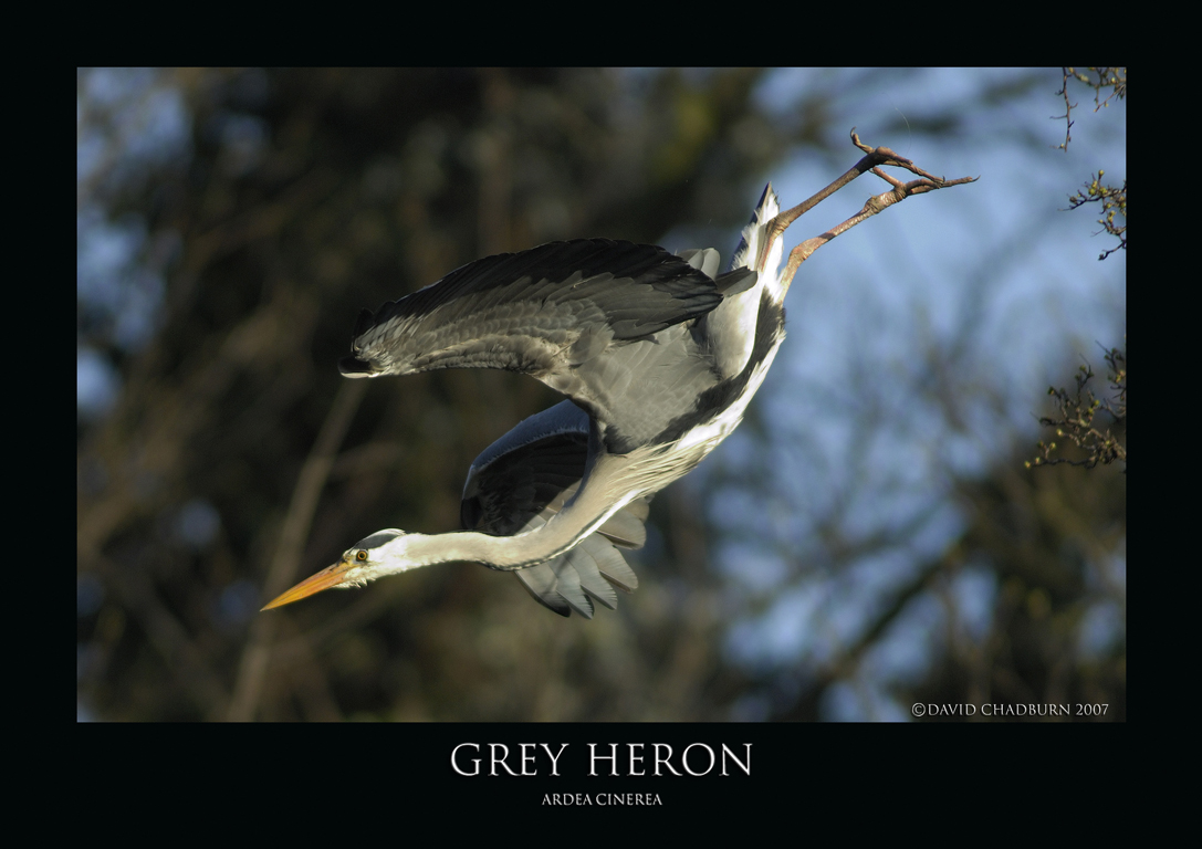 Heronry.5