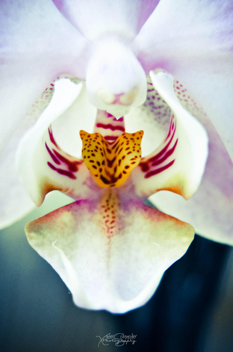 orchidee