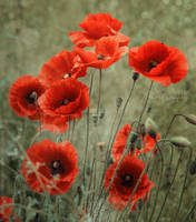 Vintage Poppies