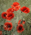 Vintage Poppies by XavierSchneider