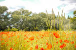 Poppies fields forever III by XavierSchneider