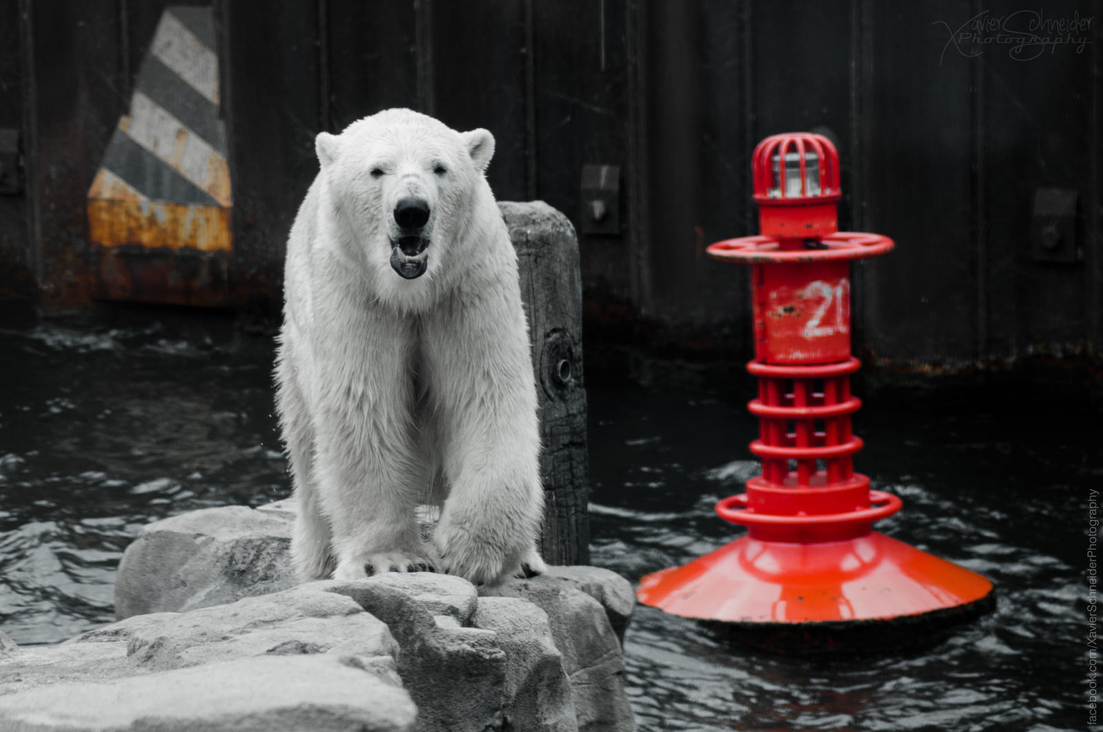 Polar bear