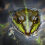 Froggy Eyes
