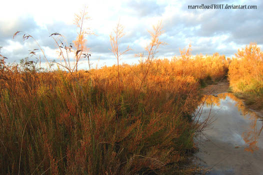 Autumn's puddle