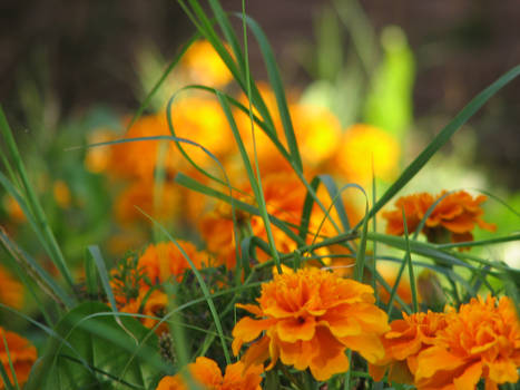 ORANGE FLOWERS