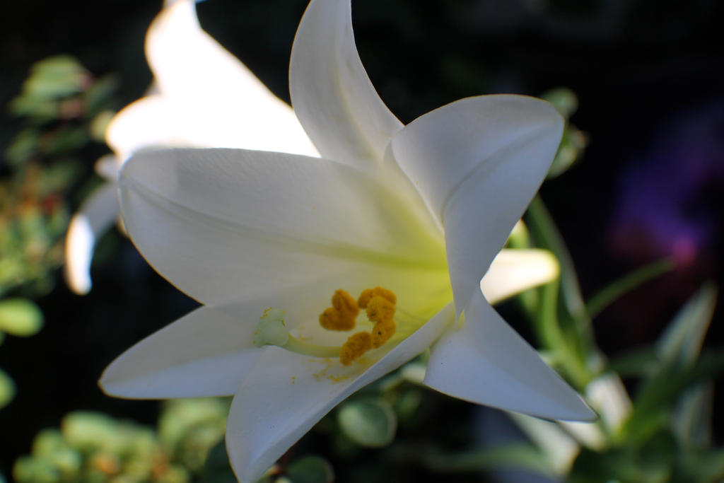 Beautiful White Lillie