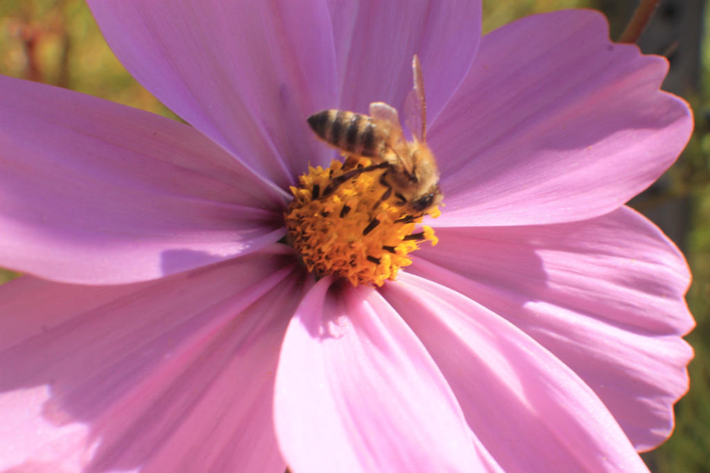 honey Bee on a Flower #3