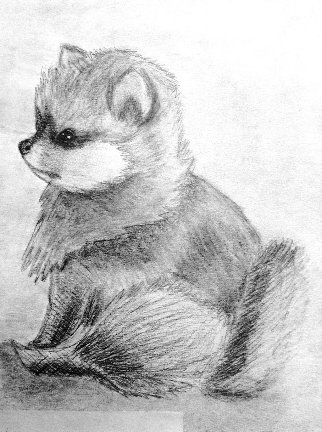 Pomeranian Puppy by animalover4six on DeviantArt