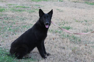 Black GSD