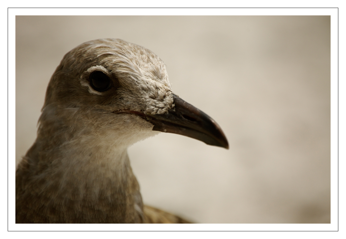 Gull Portrait