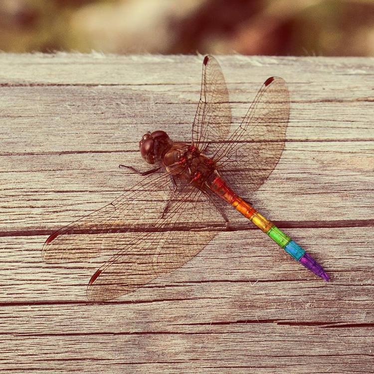 Dragonfly Revolution