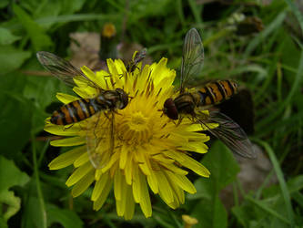 The Fly Feast