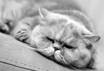 grumpy cat is sleeping by becasseau