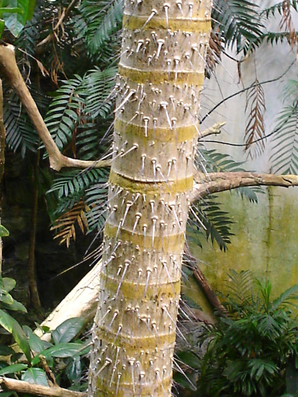 spiky tree by Laurasang on DeviantArt