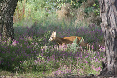 Roe Deer Morning