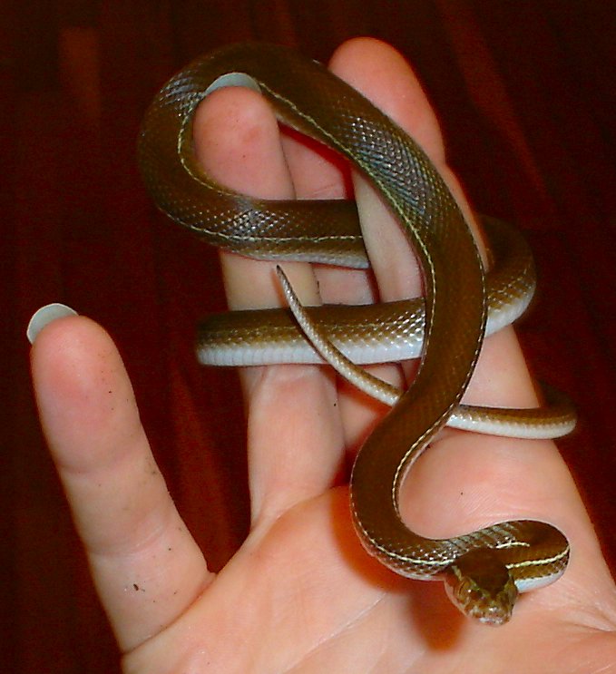 Gabriel, African House Snake