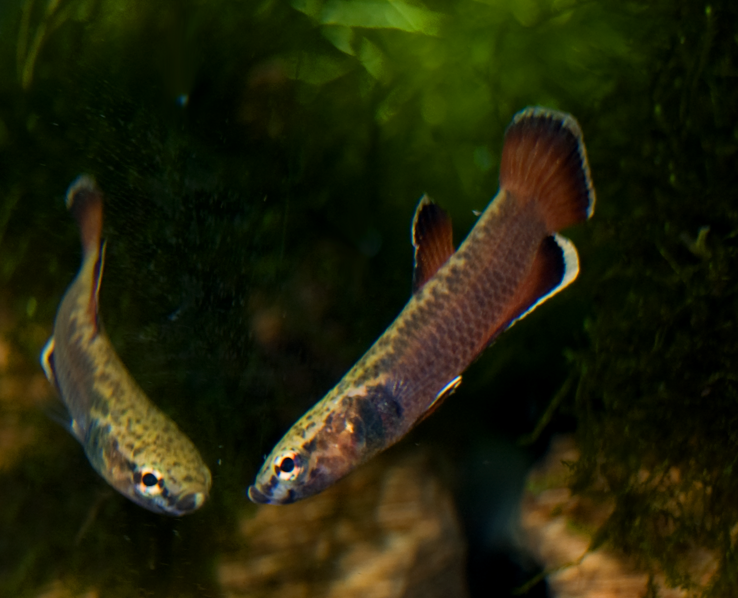 Strawberry sales betta fish