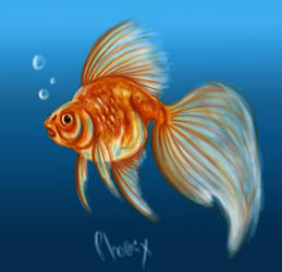 Speedpainting: Goldfish